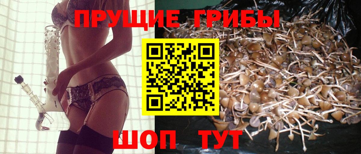 Псилоцибиновые грибы Psilocybe Шатура